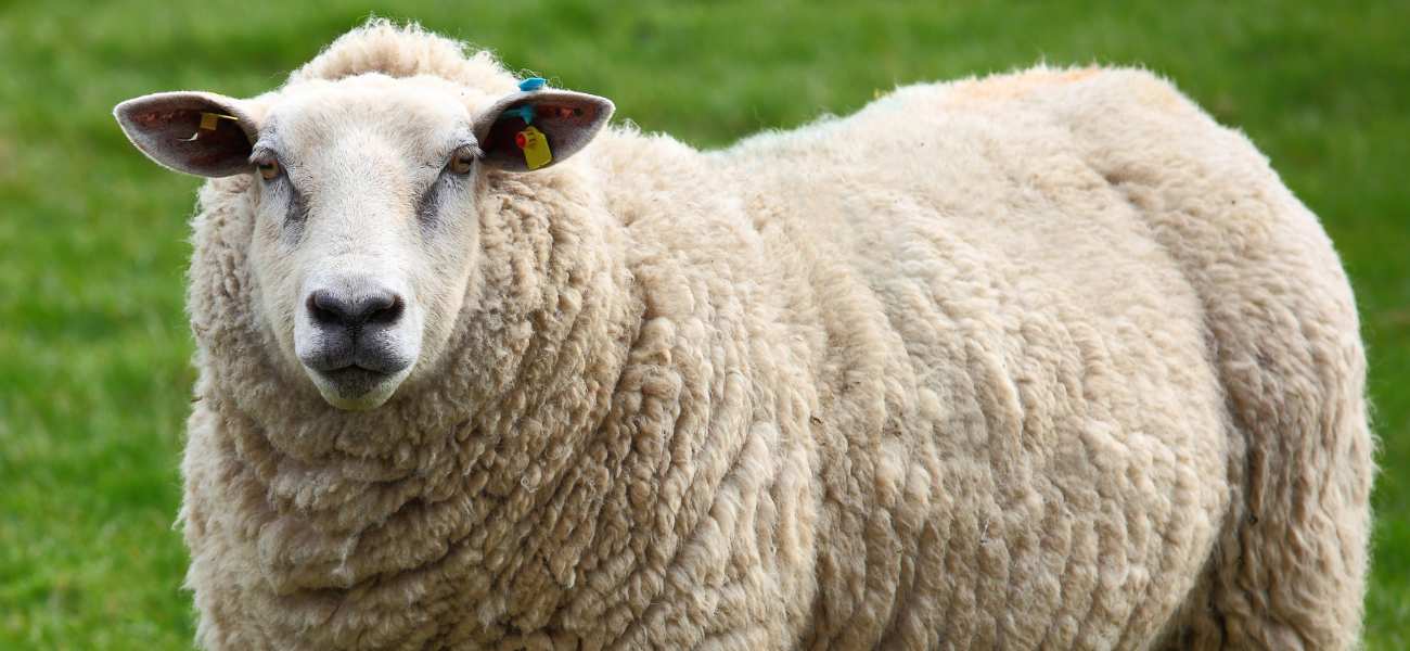 Abandoned Sheep Gets Rescued By Farmers After Two Years Living At The Bottom Of Scottish Cliff