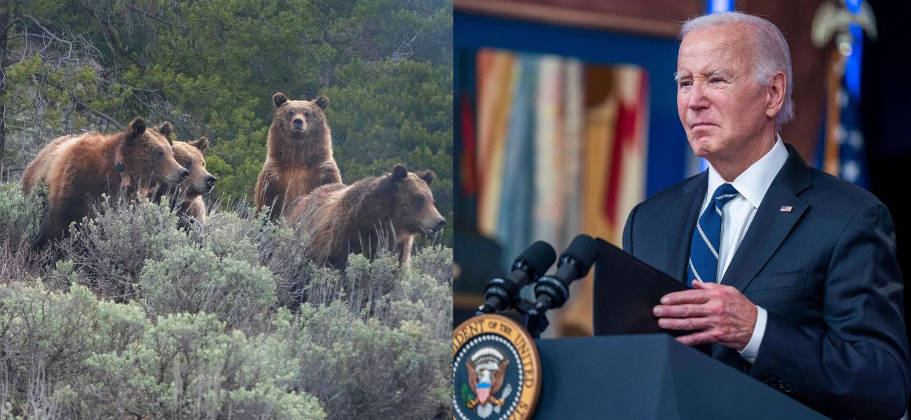 Local Residents Rage At Biden's Plan To Release Grizzly Bears Near Communities, Threaten To 'Shoot' Them