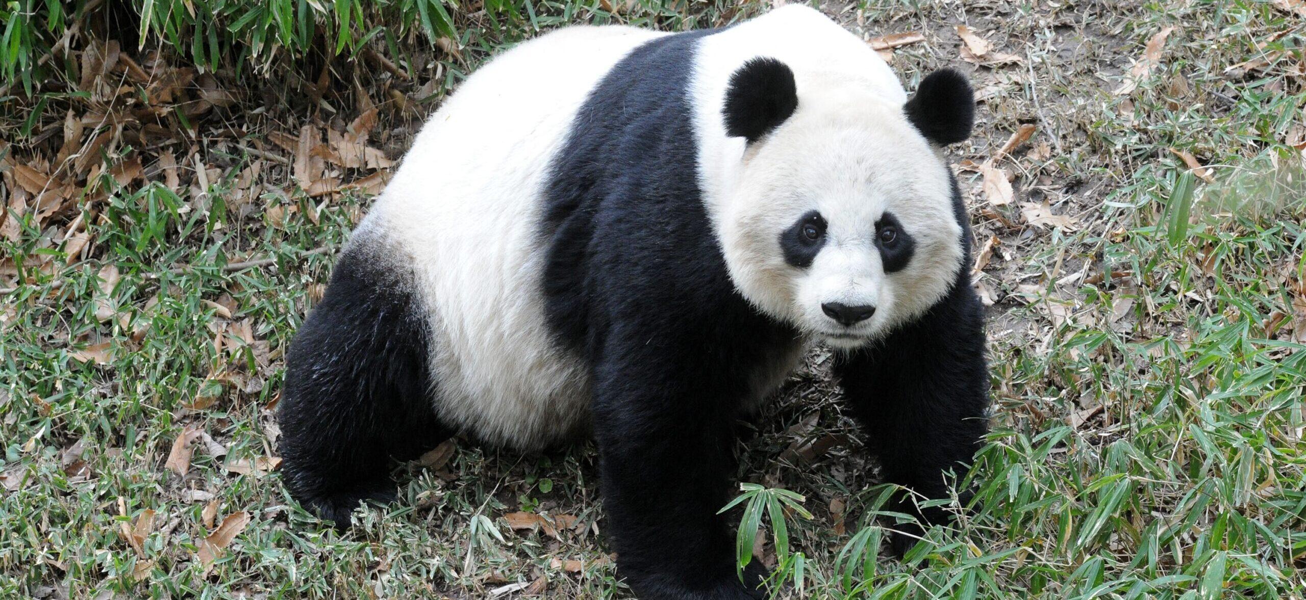 D.C. National Zoo Has ZERO Pandas For The First Time Since 2000 As Bears Depart For China