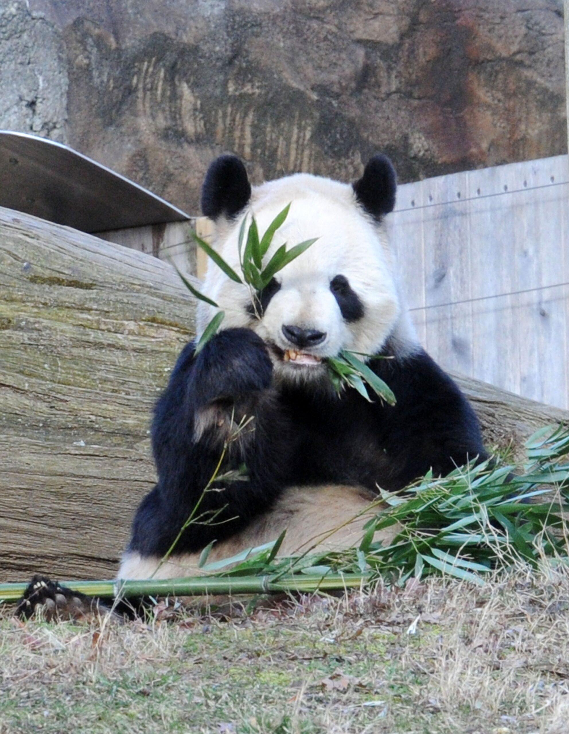 D.C. National Zoo Has ZERO Pandas For The First Time Since 2000 As Bears Depart For China