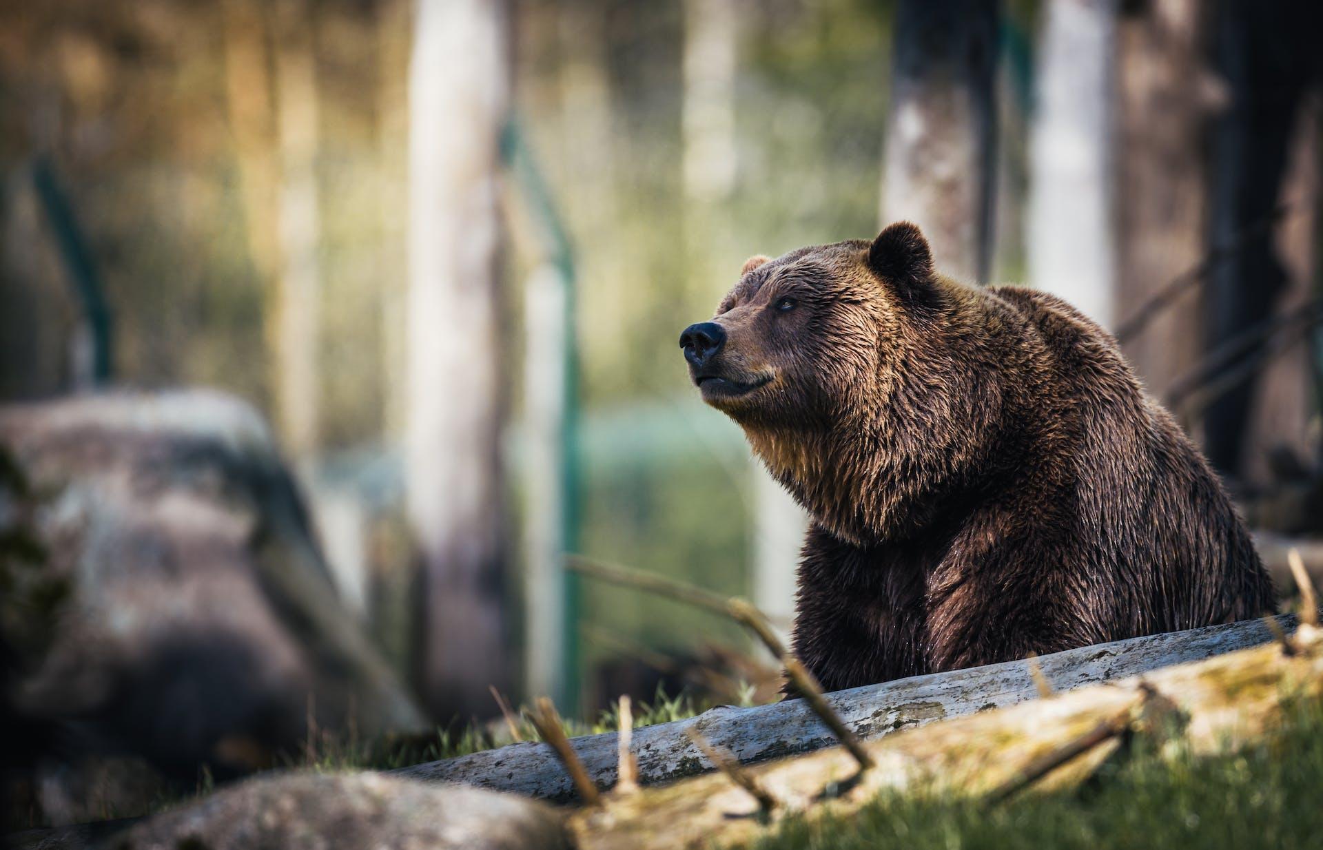 Man Narrates Bear ATTACK After Narrowly Escaping With His Life