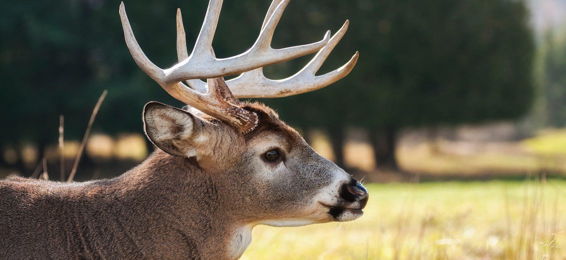 Yellowstone National Park Witness First Rare 'Zombie Disease' In Mule Deer