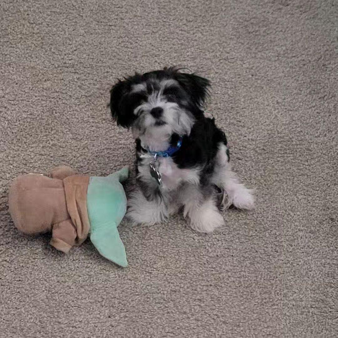 Gypsy Rose Blanchard and Ryan Anderson's dog sitting with a toy