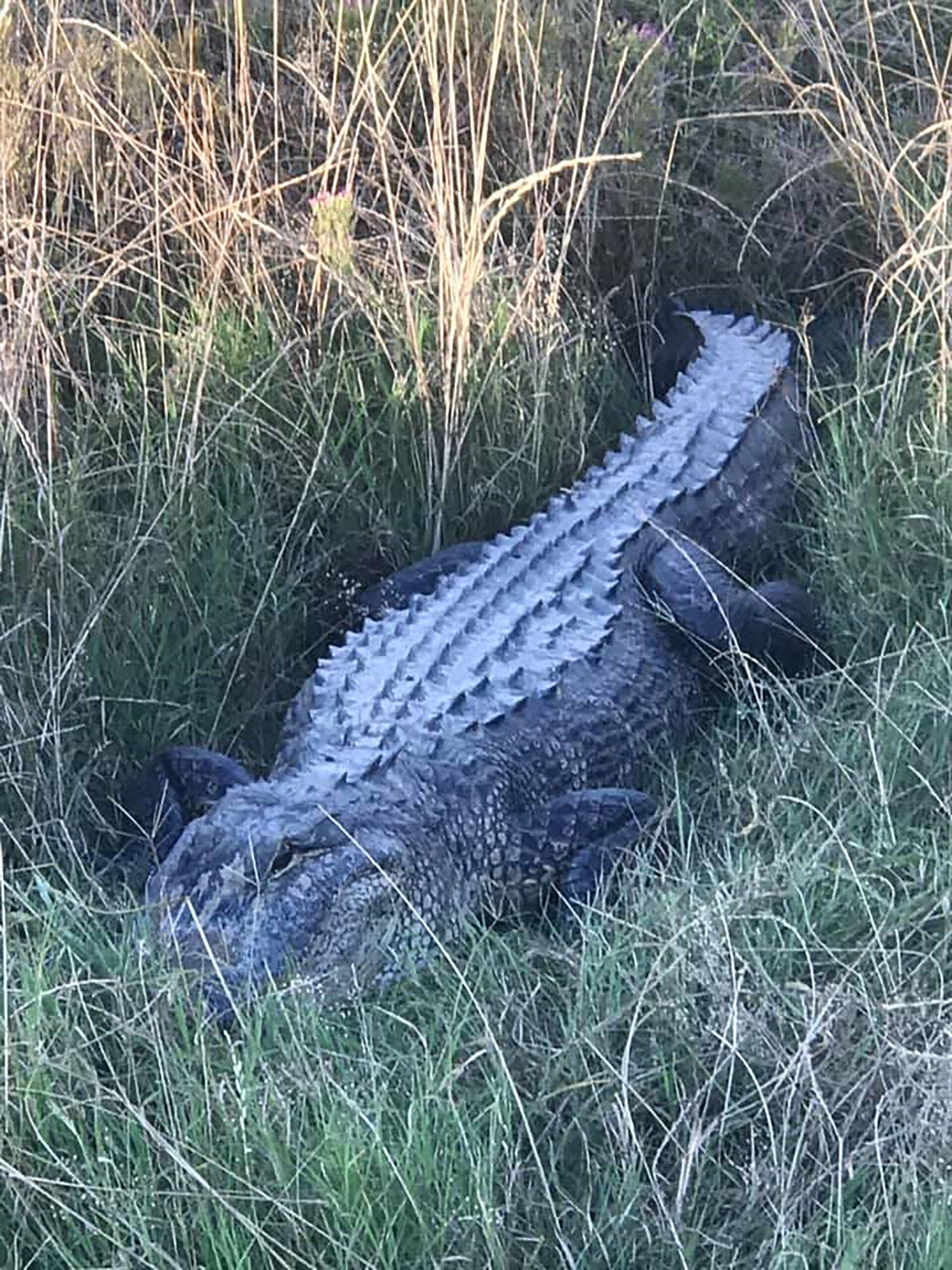 'Only In Florida': 8-Foot Gator Results In 9-1-1 Call