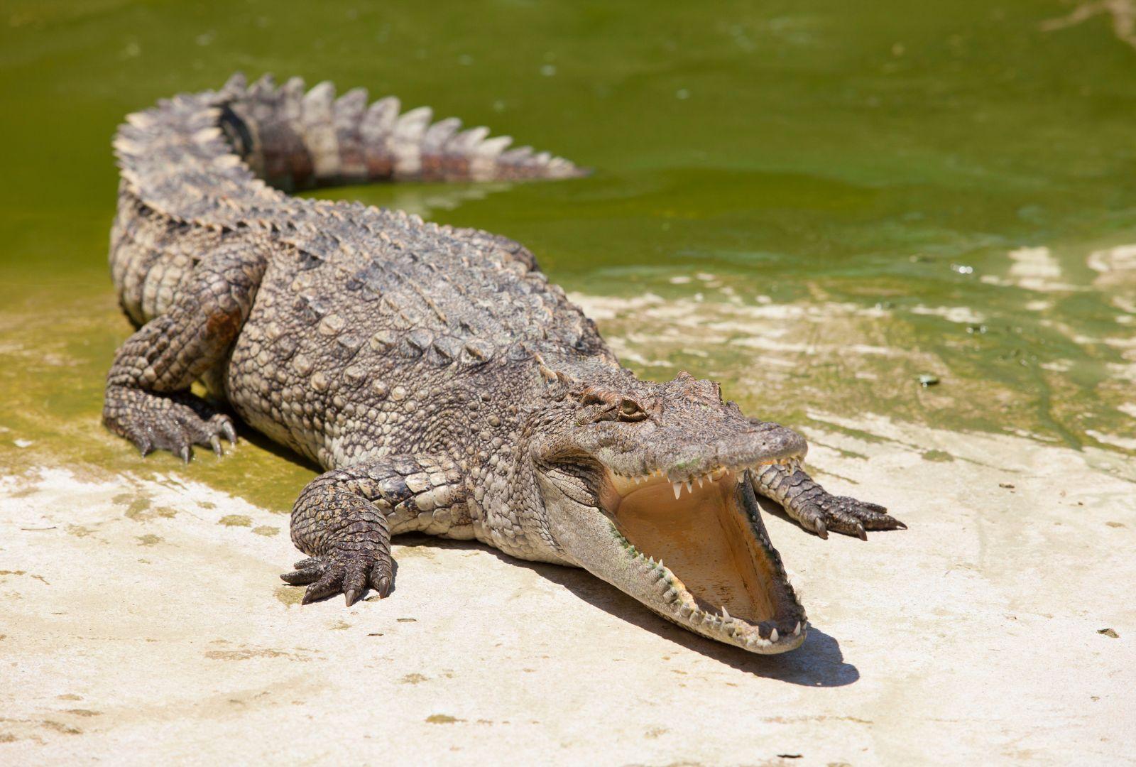 'Somente na Flórida': resultados do Gator de 8 pés na chamada 9-1-1