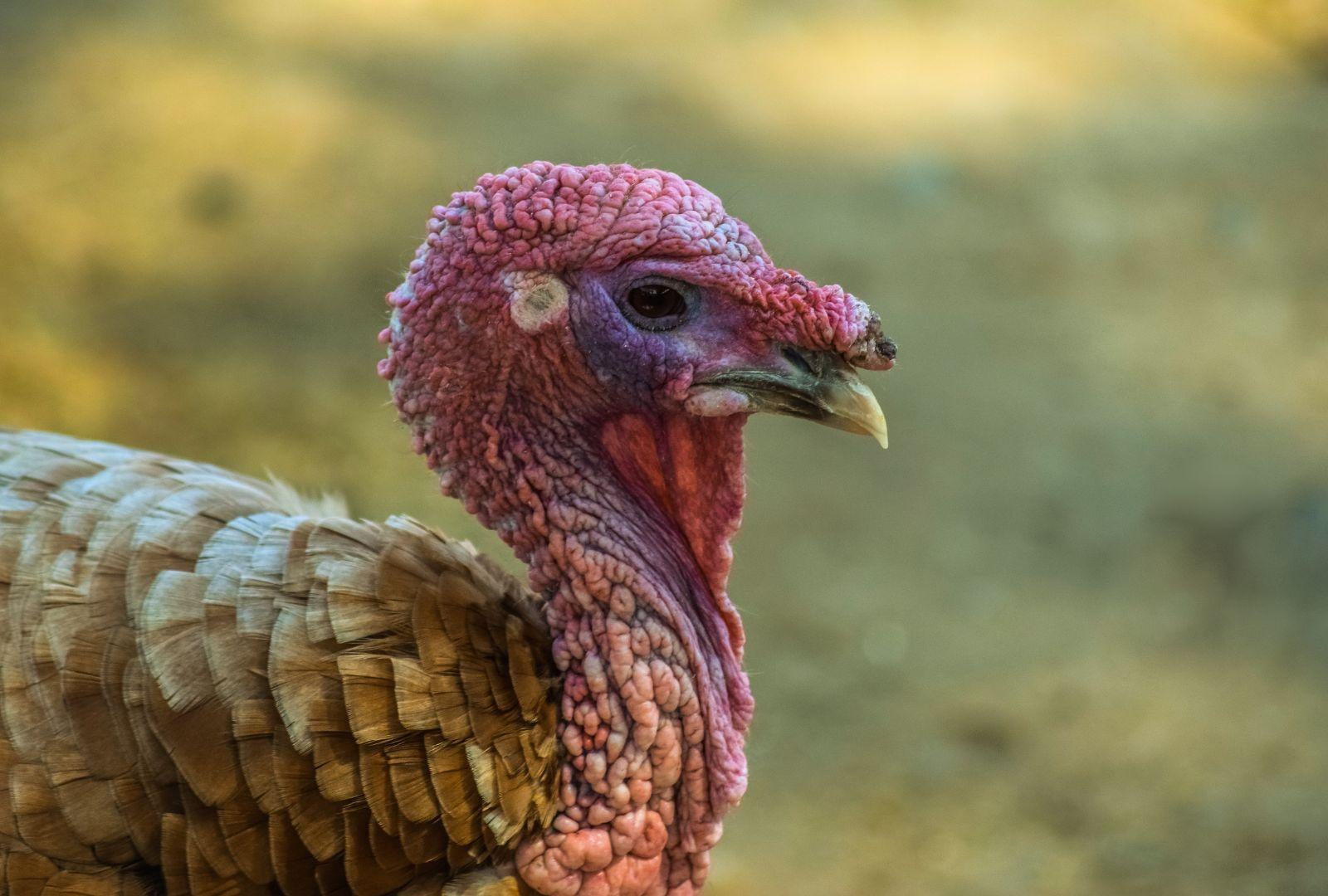 Flock Of Turkeys Test Ride New Good Gravy Coaster At Holiday World Theme Park