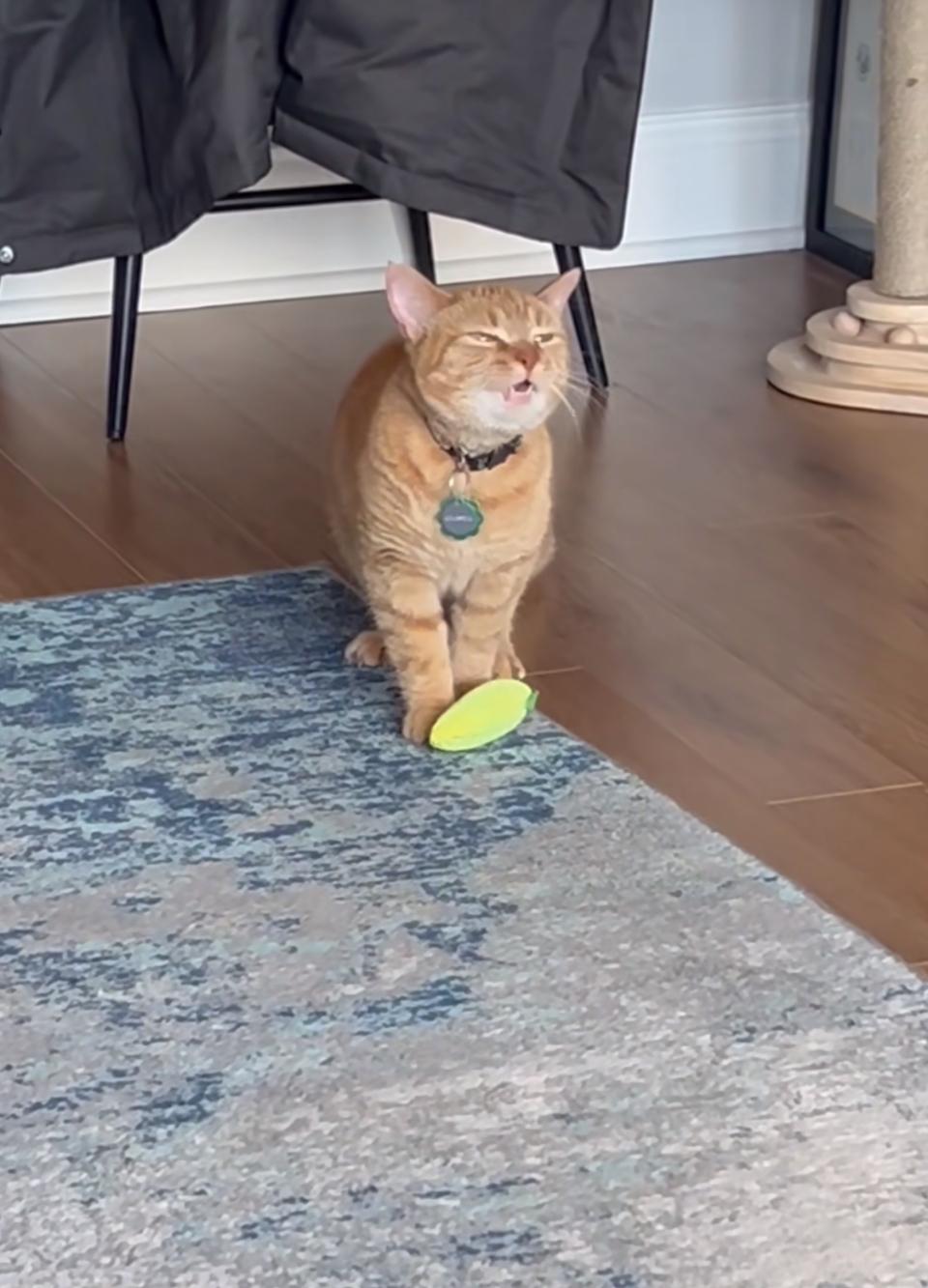 Cala the singing cat on TikTok