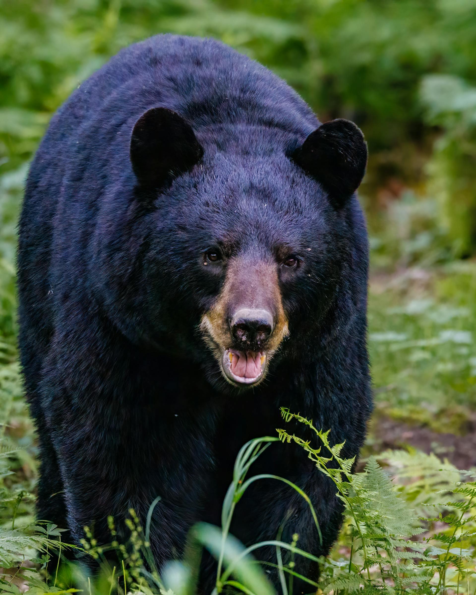 A photo of a black bear