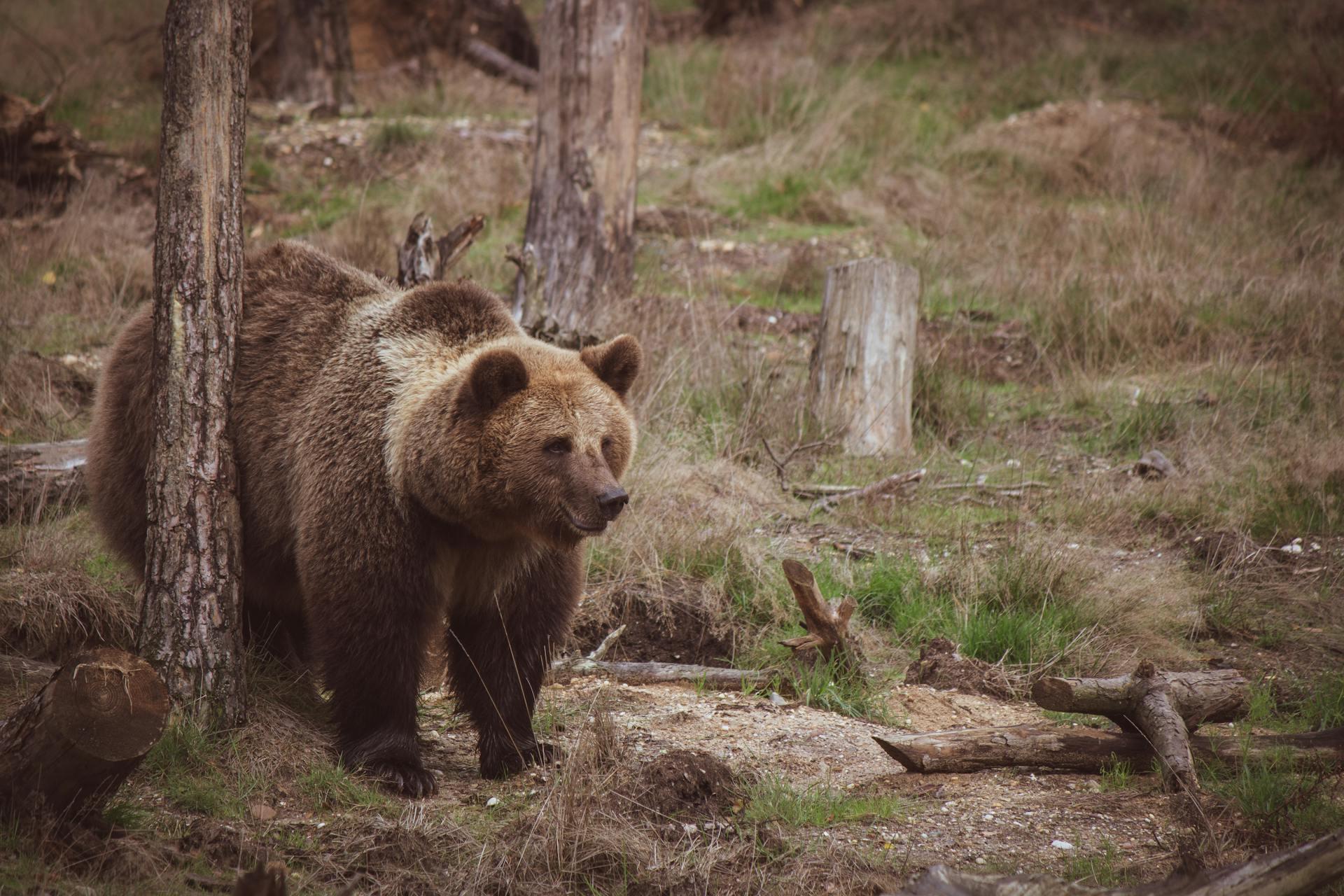 A candid photo of a brown bear in the woods