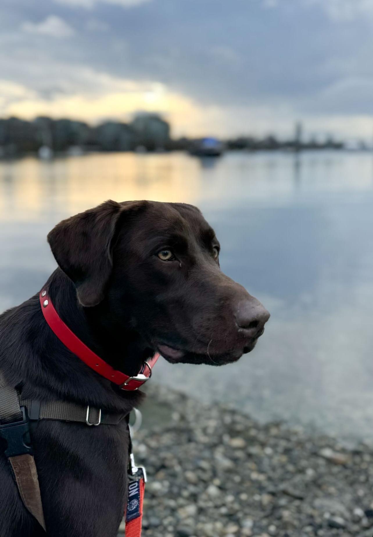 Zach Bryan skips the CMA Awards to hang out with his dog