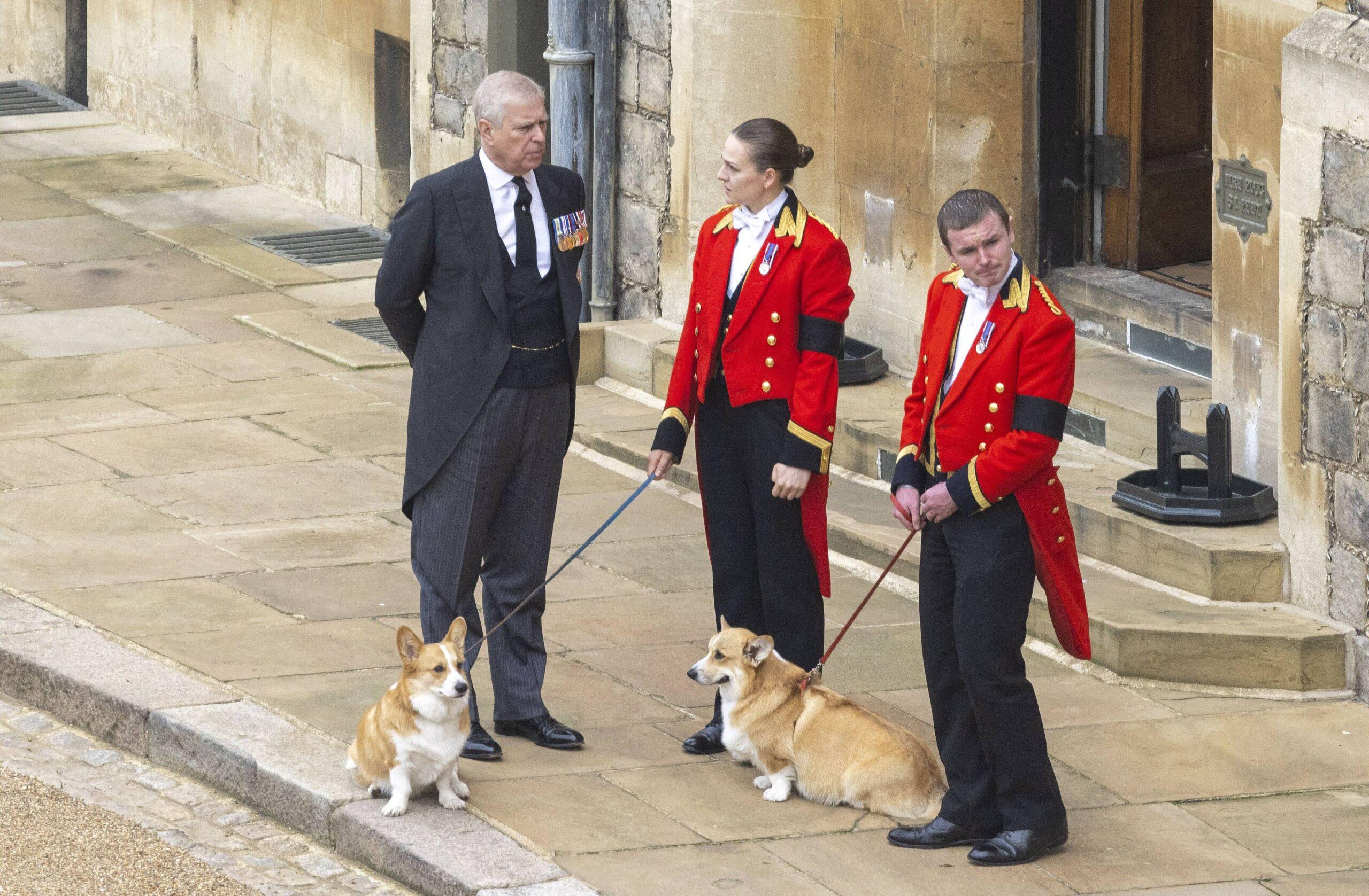 Prince Andrew and late Queen Corgis.