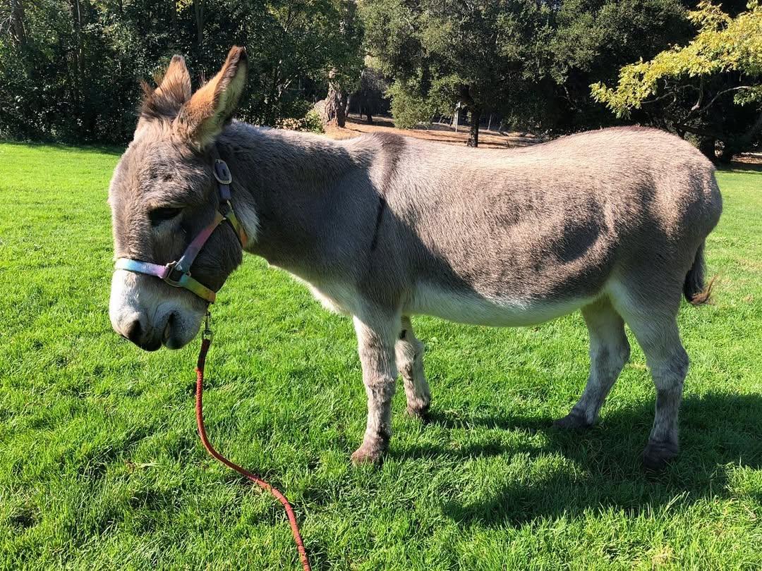 Perry the Shrek Donkey