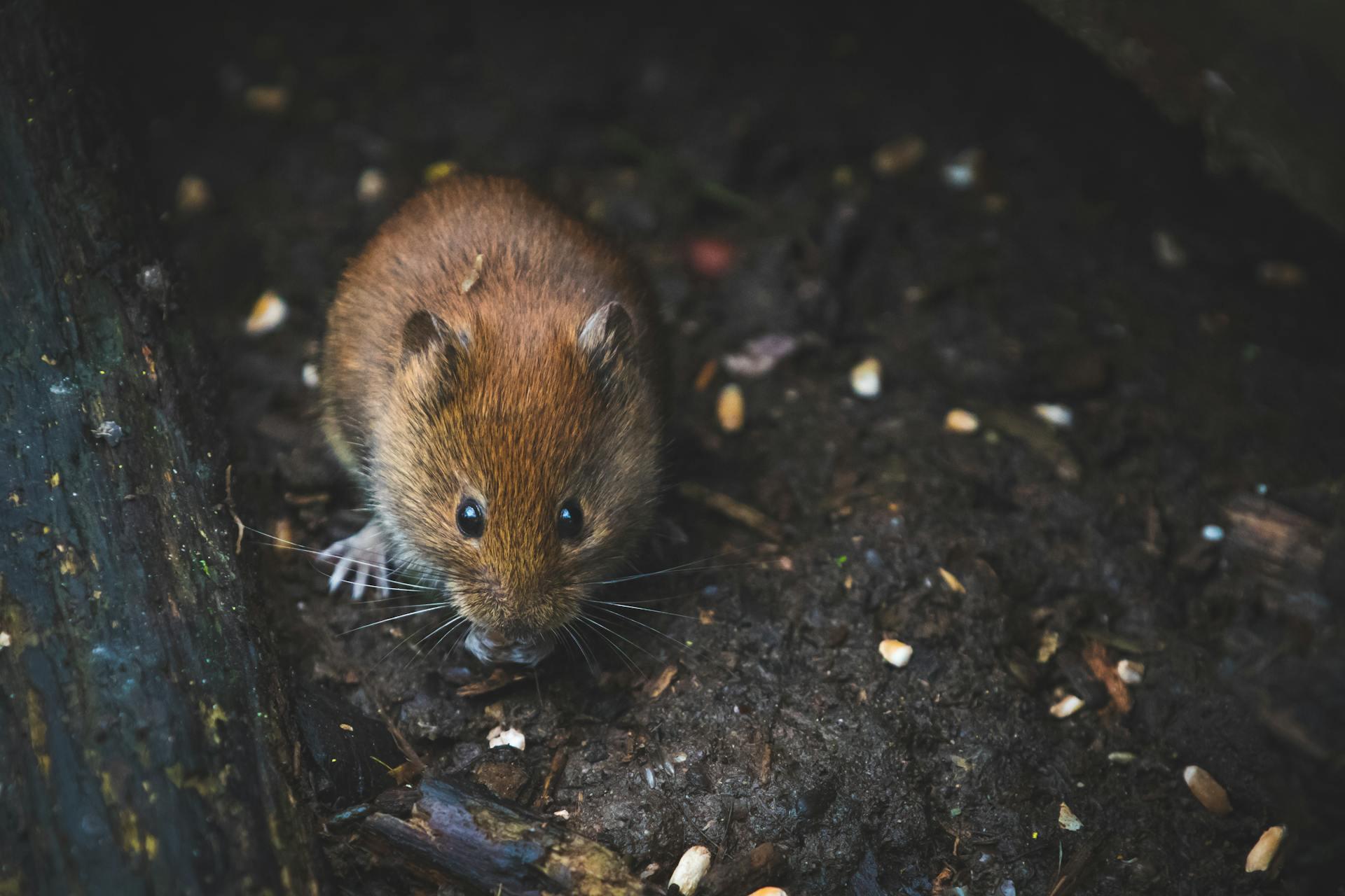 A photo of a Brown Mouse