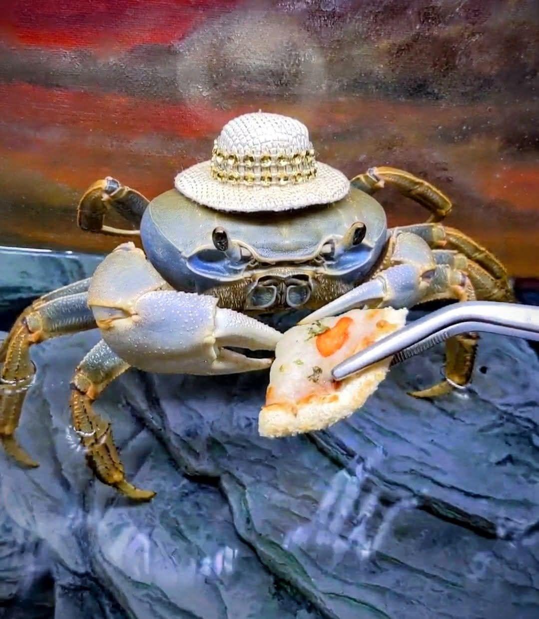 Howie Crab