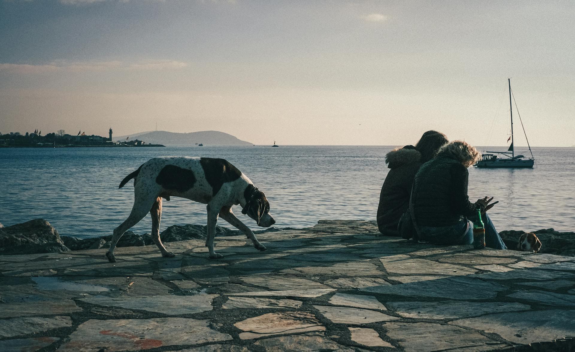 A Dog behind a couple