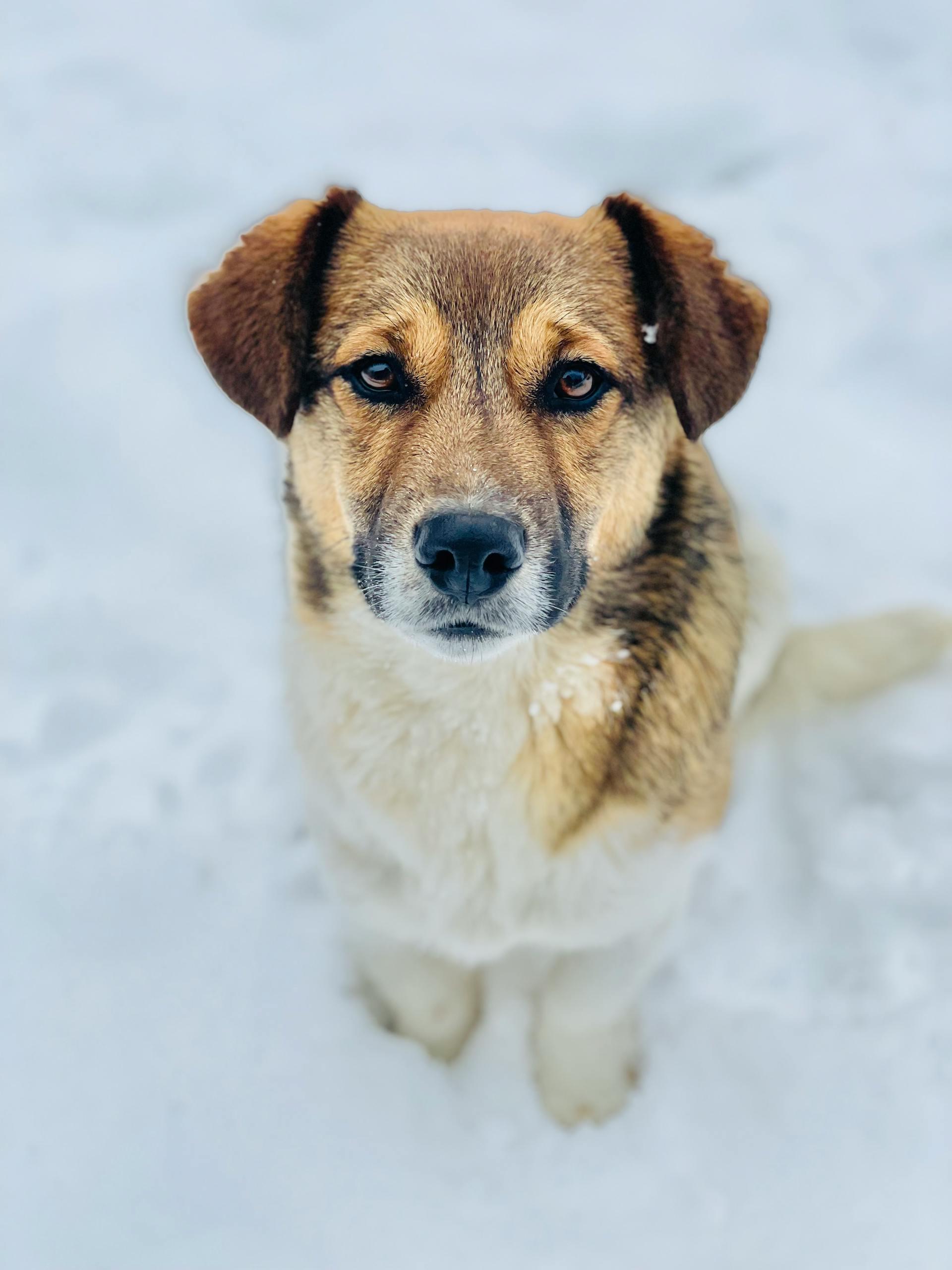 Seekor anjing melihat langsung ke kamera