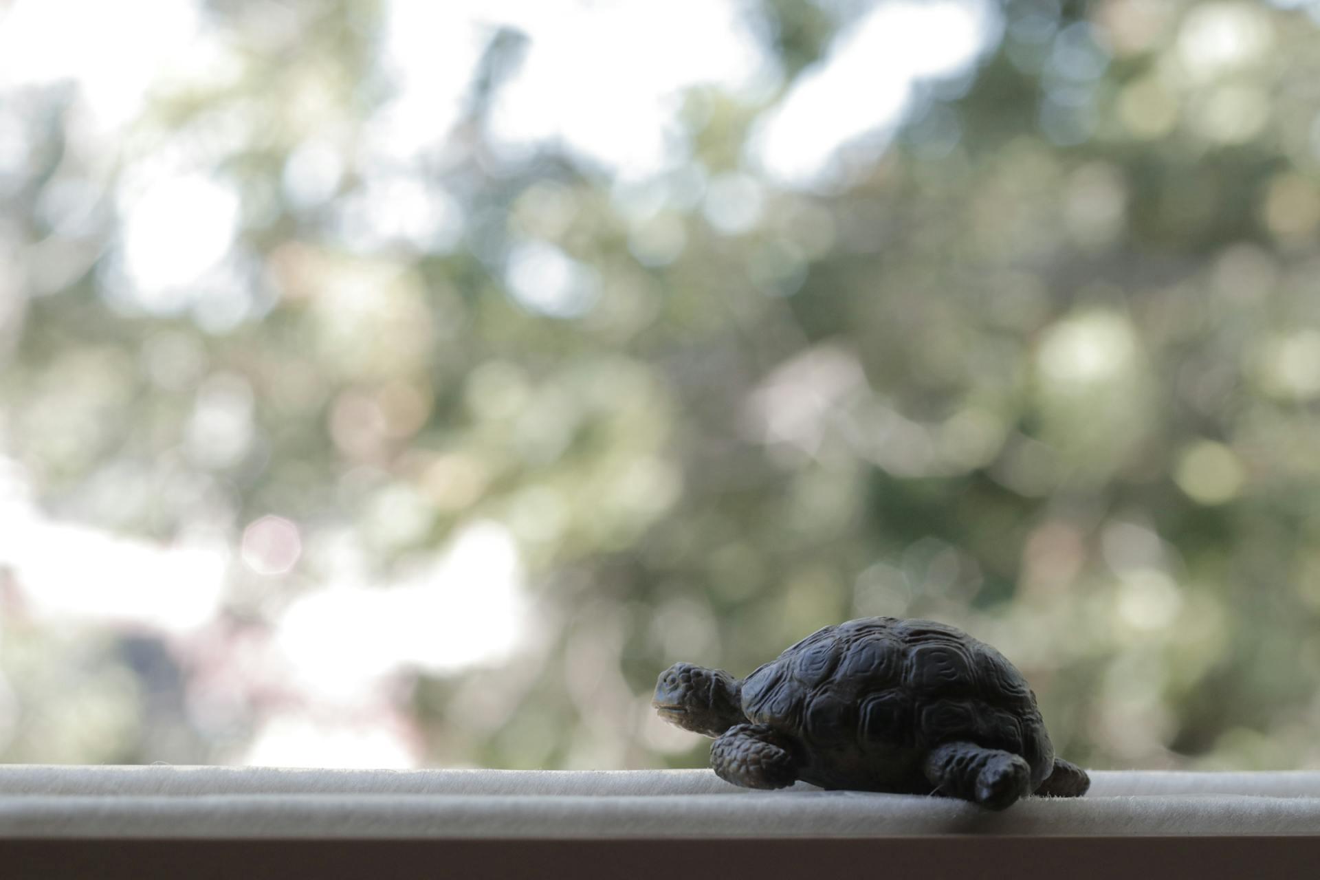 A small Turtle