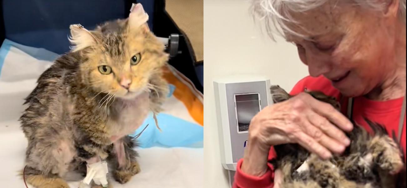 California Cat survives the Palisades wildfire