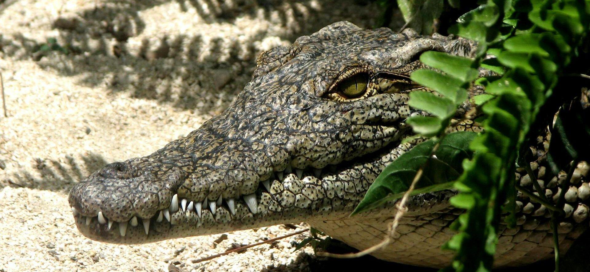 A photo of an Alligator