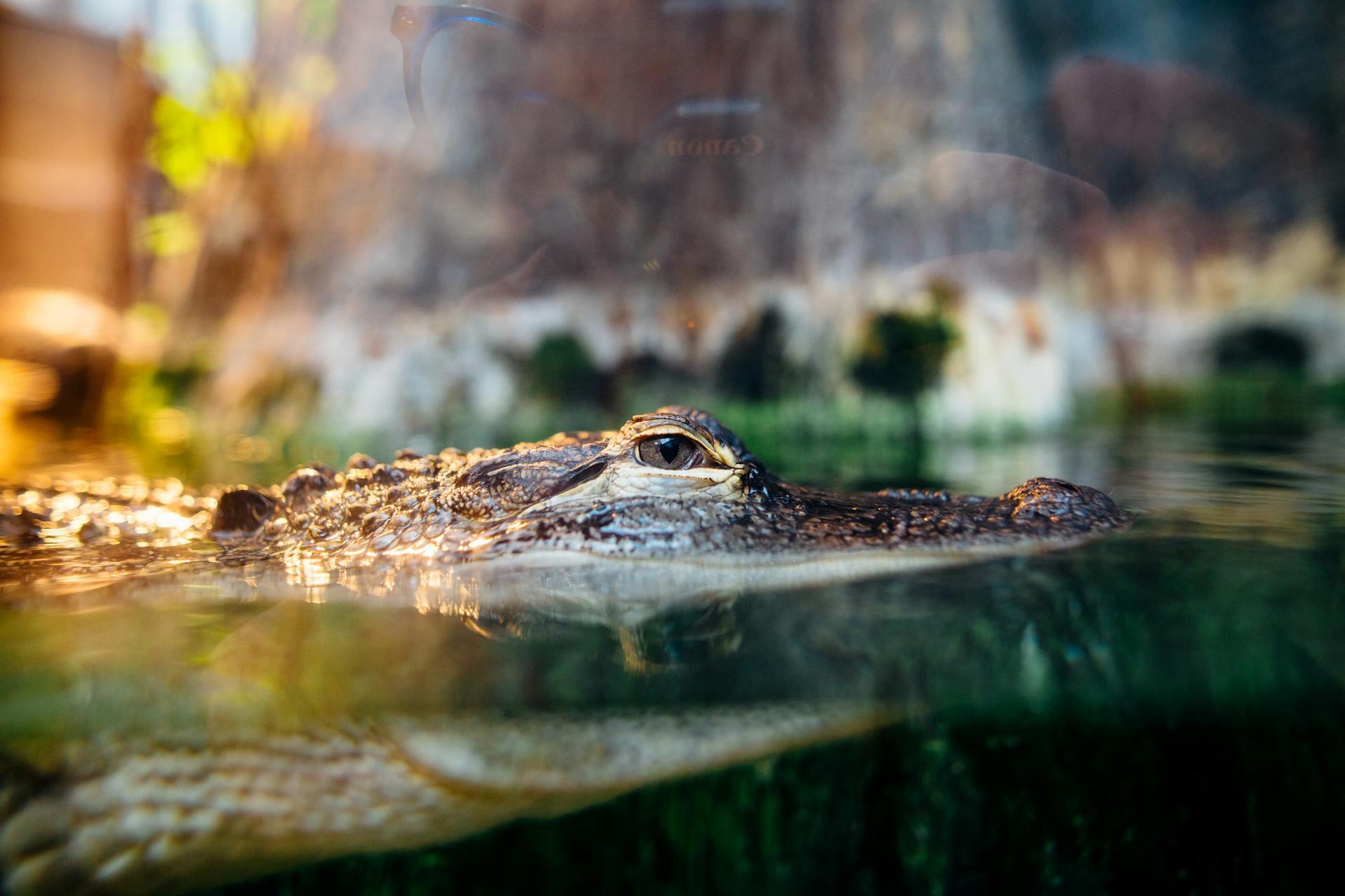 A photo of an Alligator in water