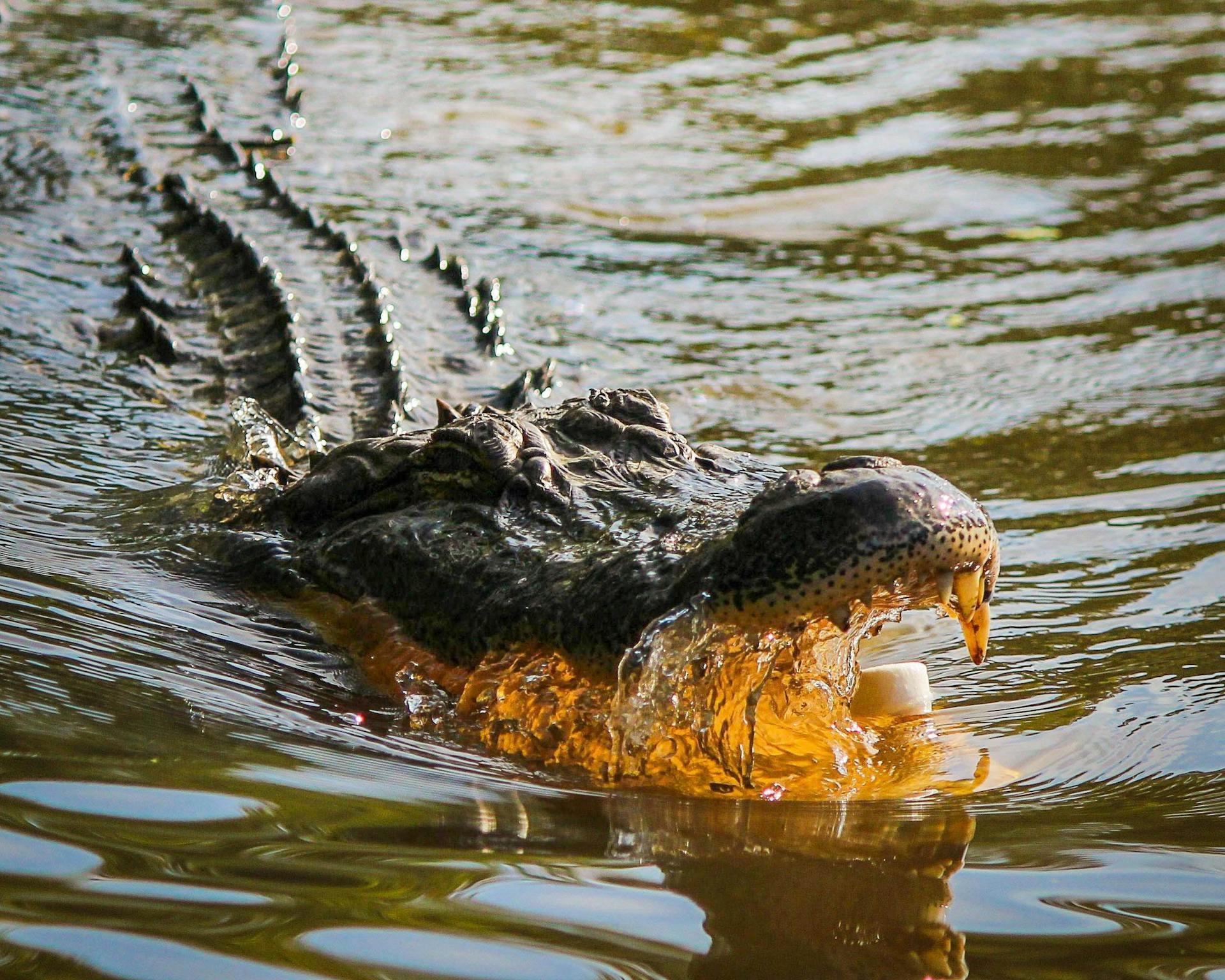 A photo of an Alligator with open jaws in water