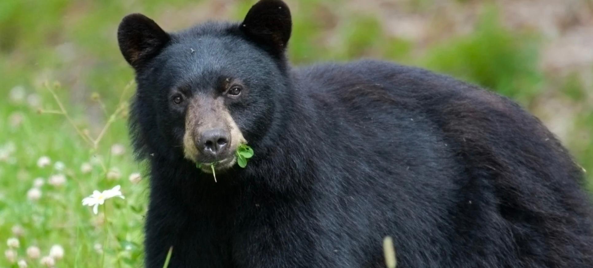 Black bear eating grass