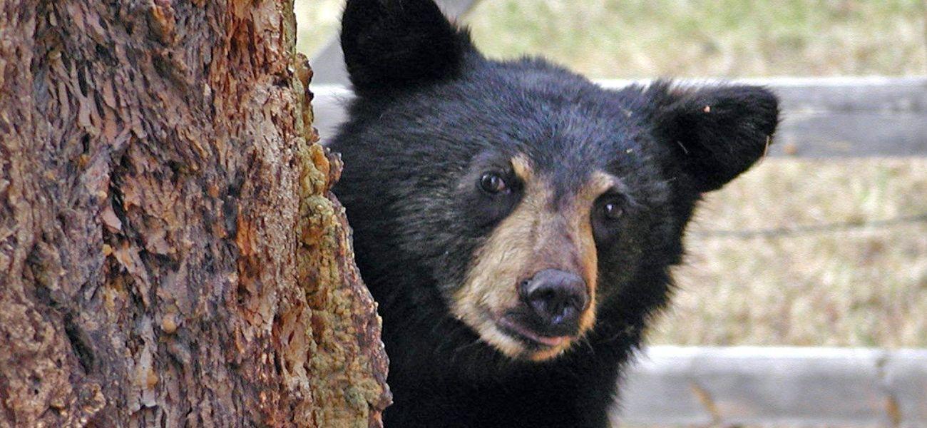 Black bear next to a tree