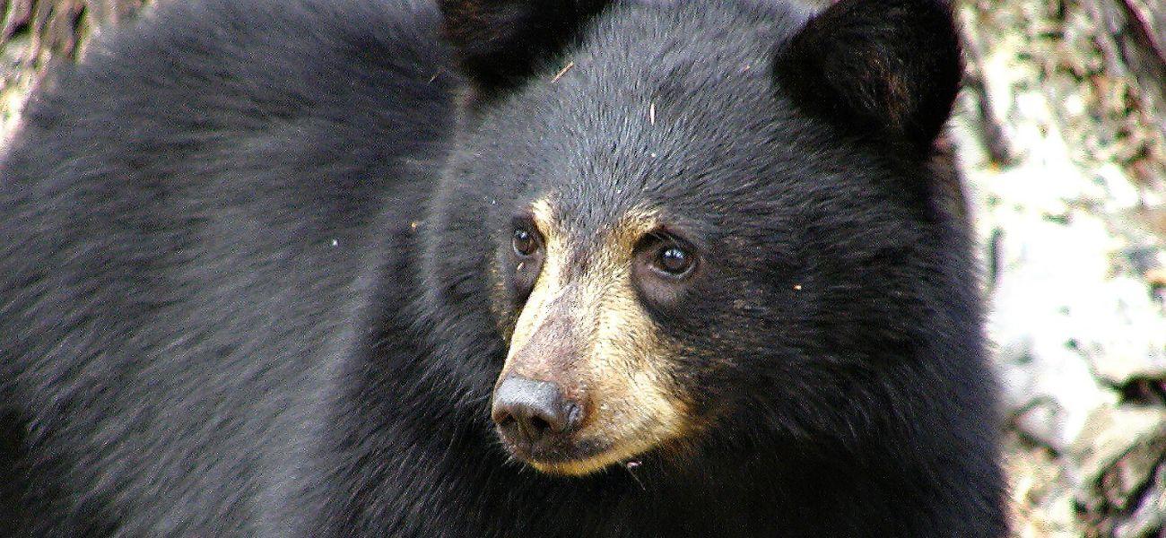 Black bear