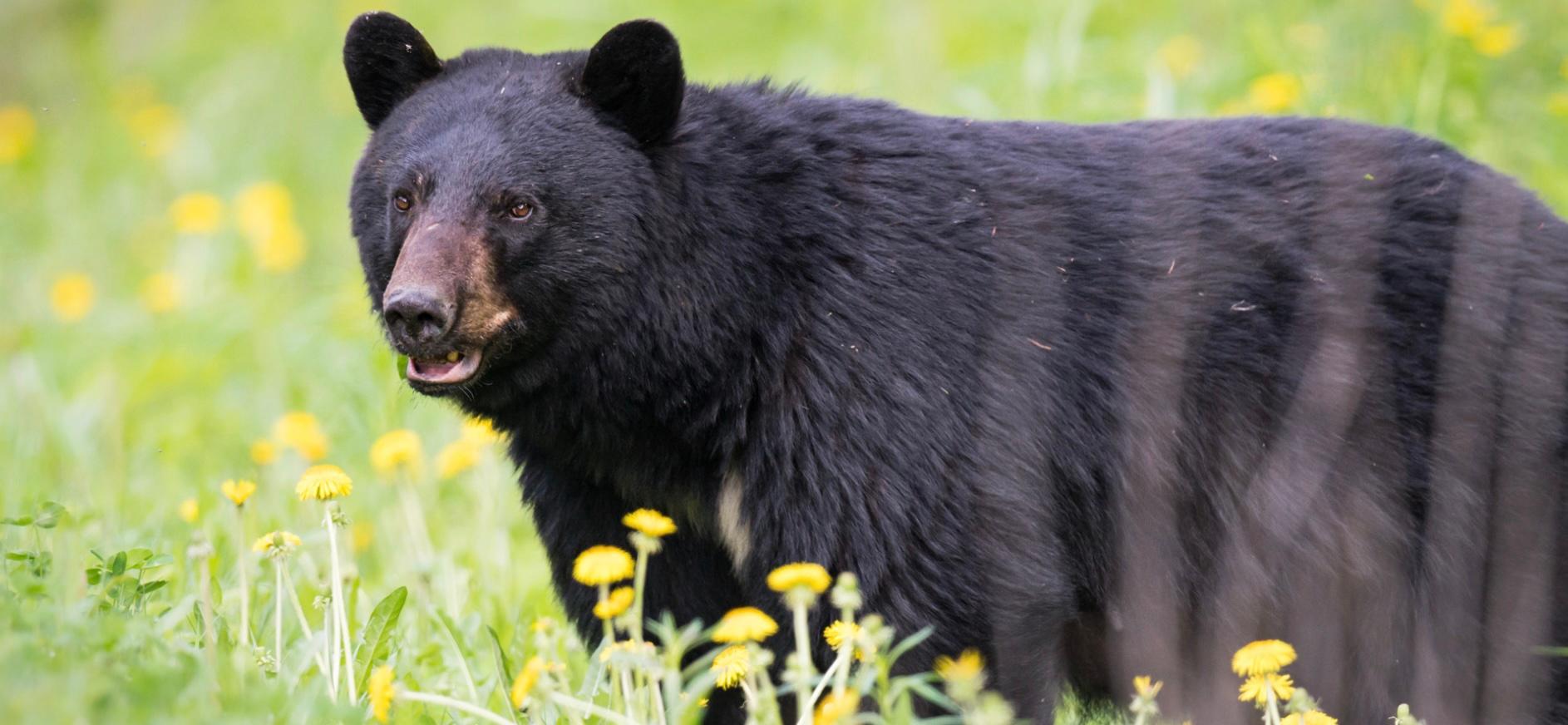 Black bear outside