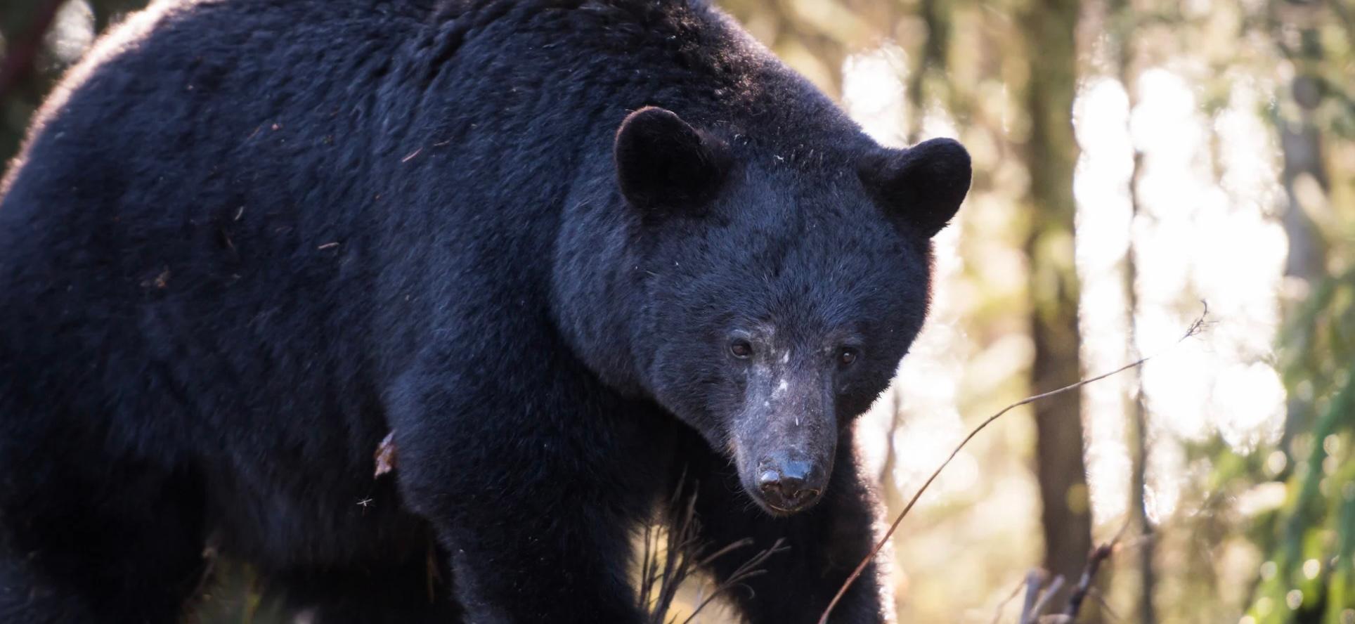 Black Bear outside