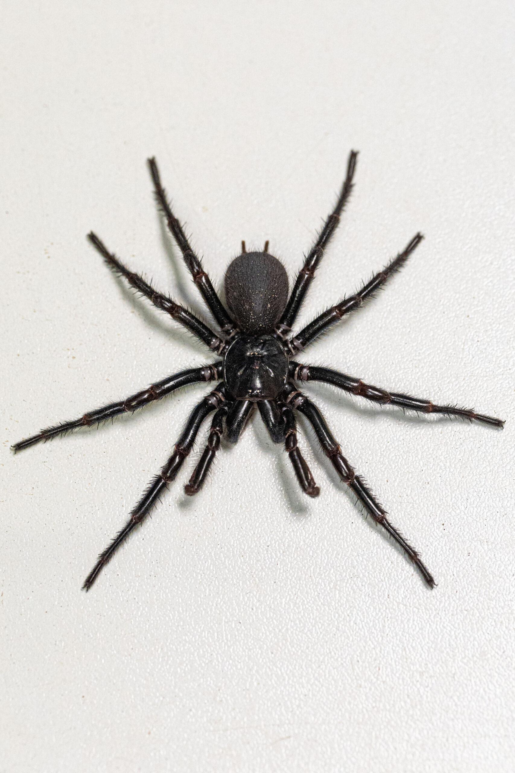 Tarantula