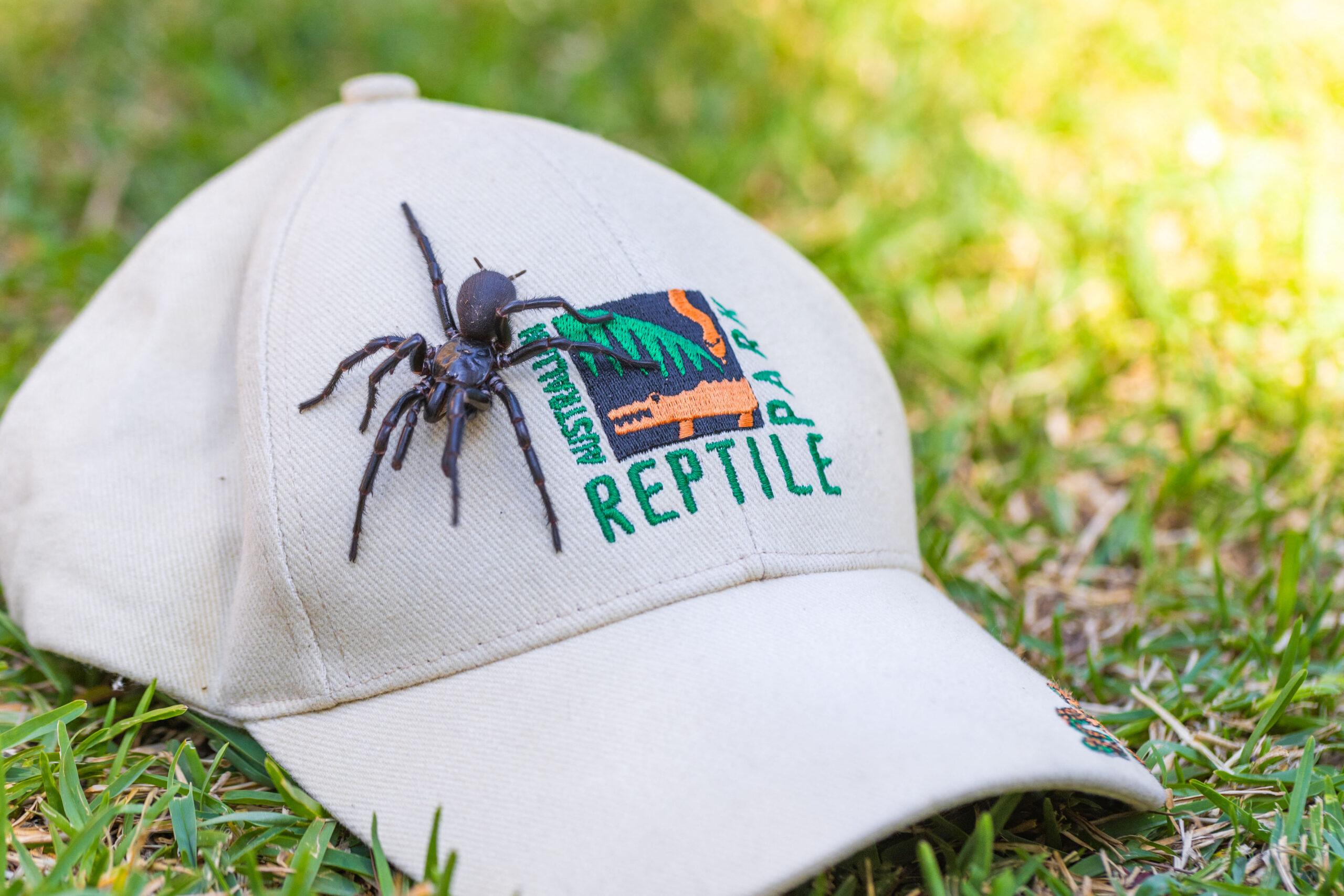 Tarantula