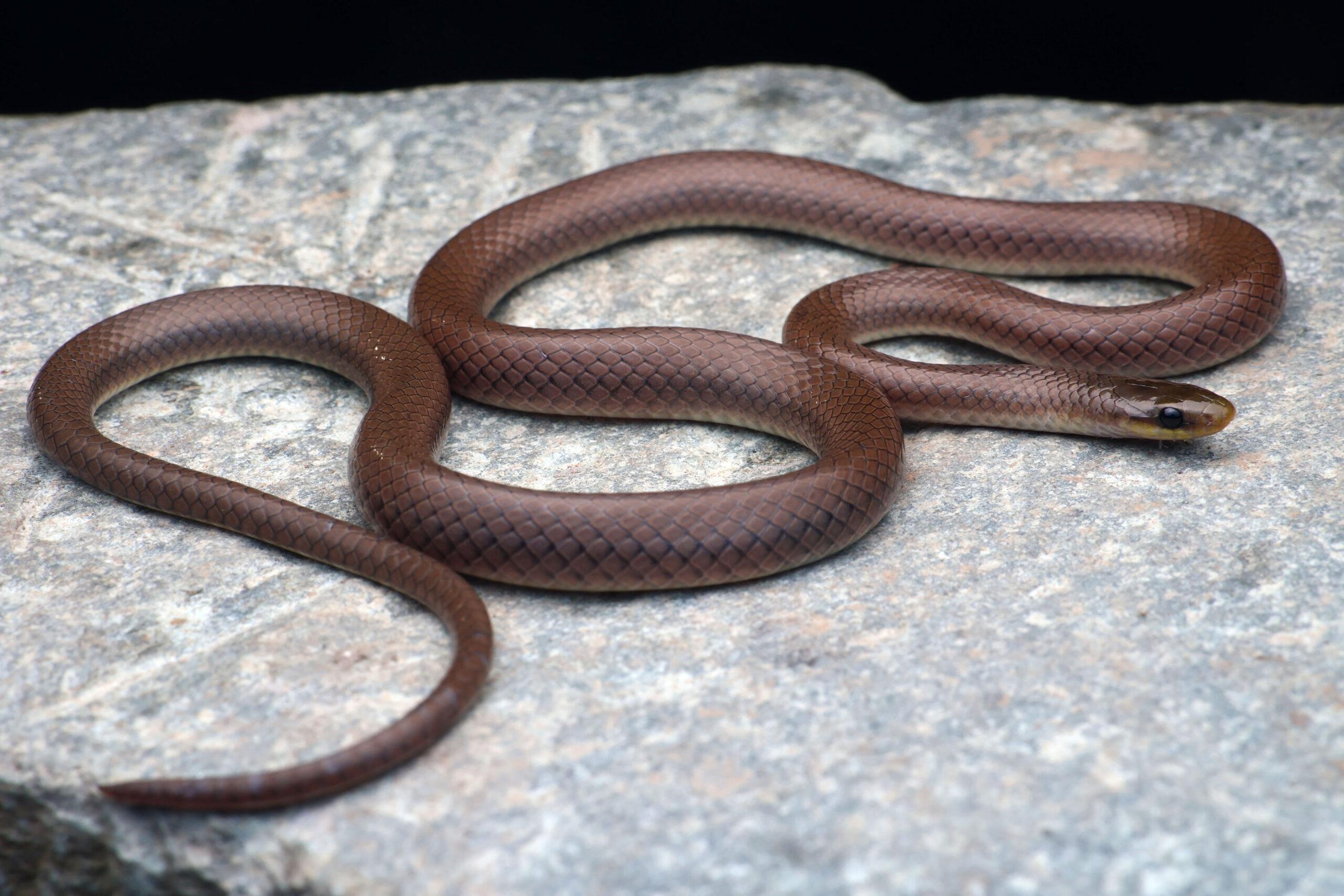 A brown snake