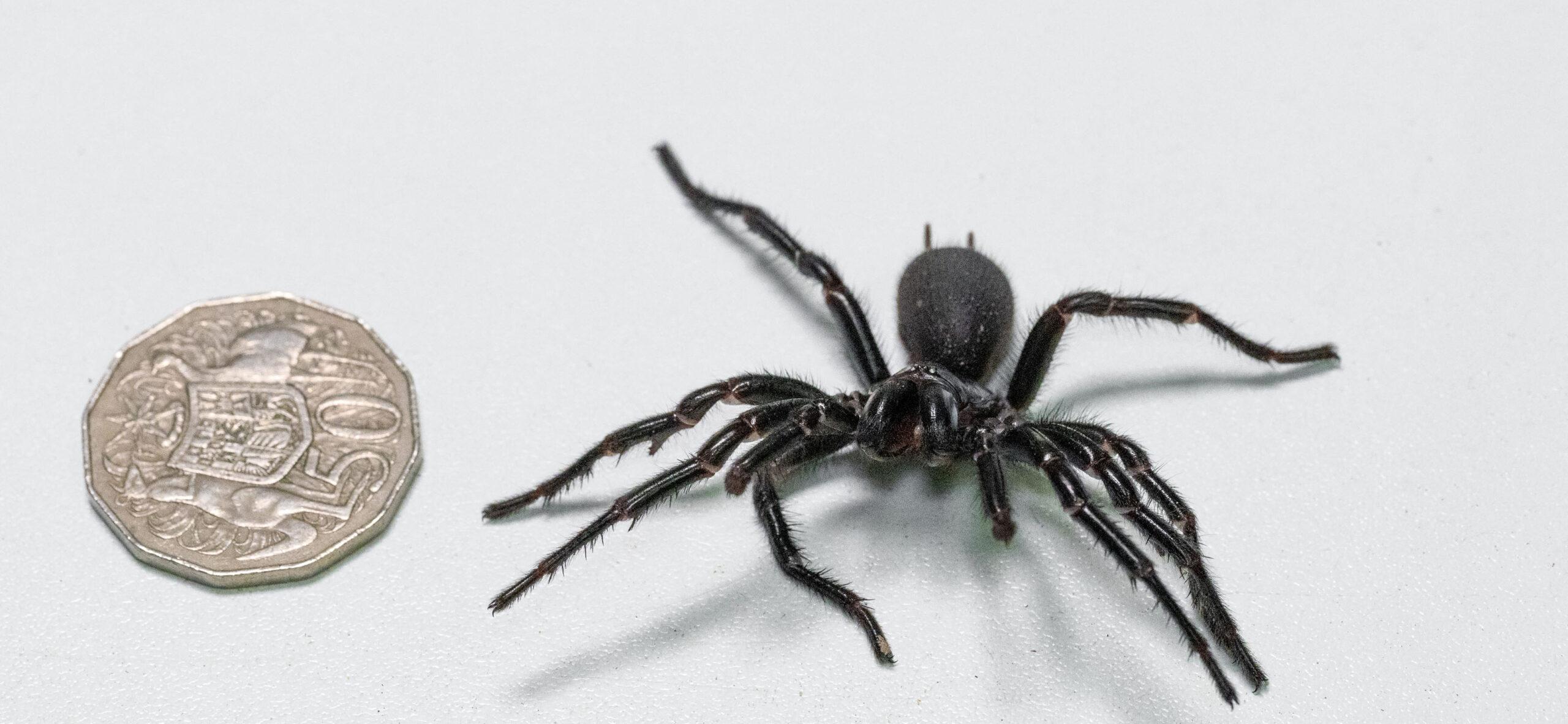 A tarantula beside a coin