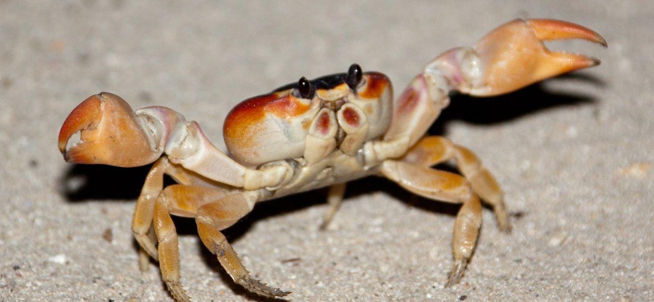 Crab under water