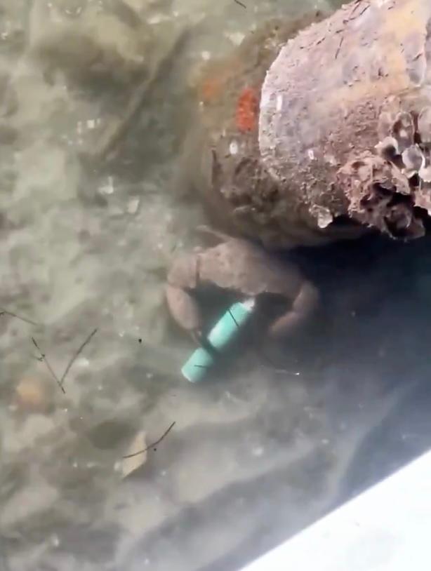 Crab vaping