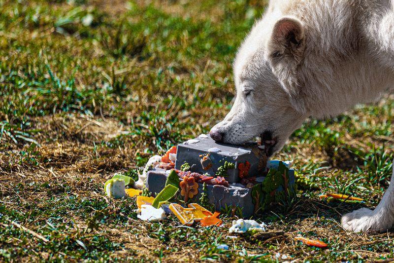 One of the terrible wolves eats his cake