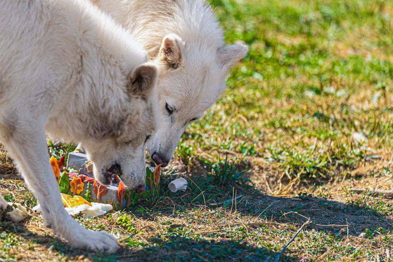 Romulus and Remos eat their birthday cake