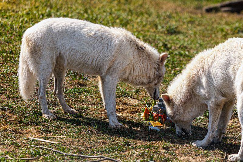 Romulus and Remos