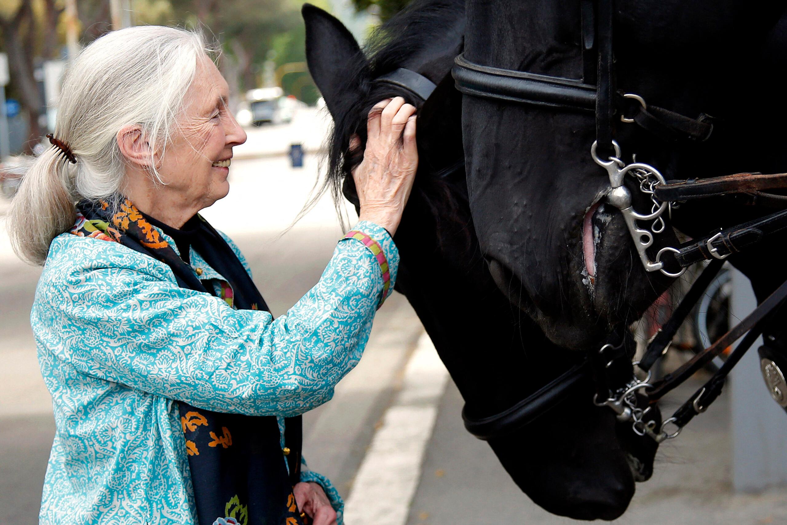 Dr. Jane Goodall pats a horse