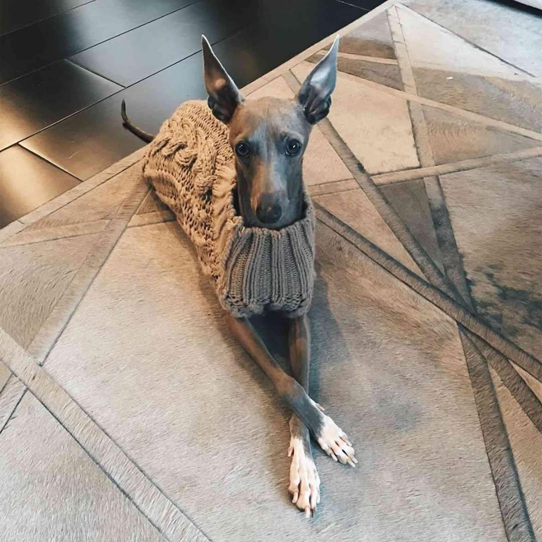 Kylie Jenner's dog, Norman