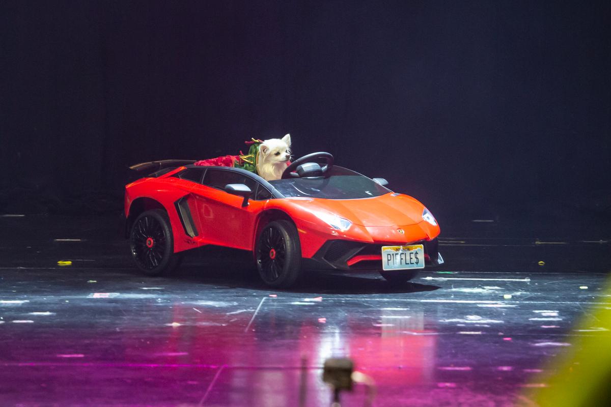 Tuan Piffles di acara Piff the Magic Dragon's Vegas