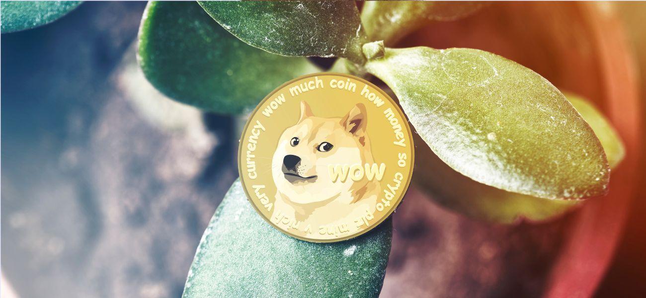Dog on memecoin
