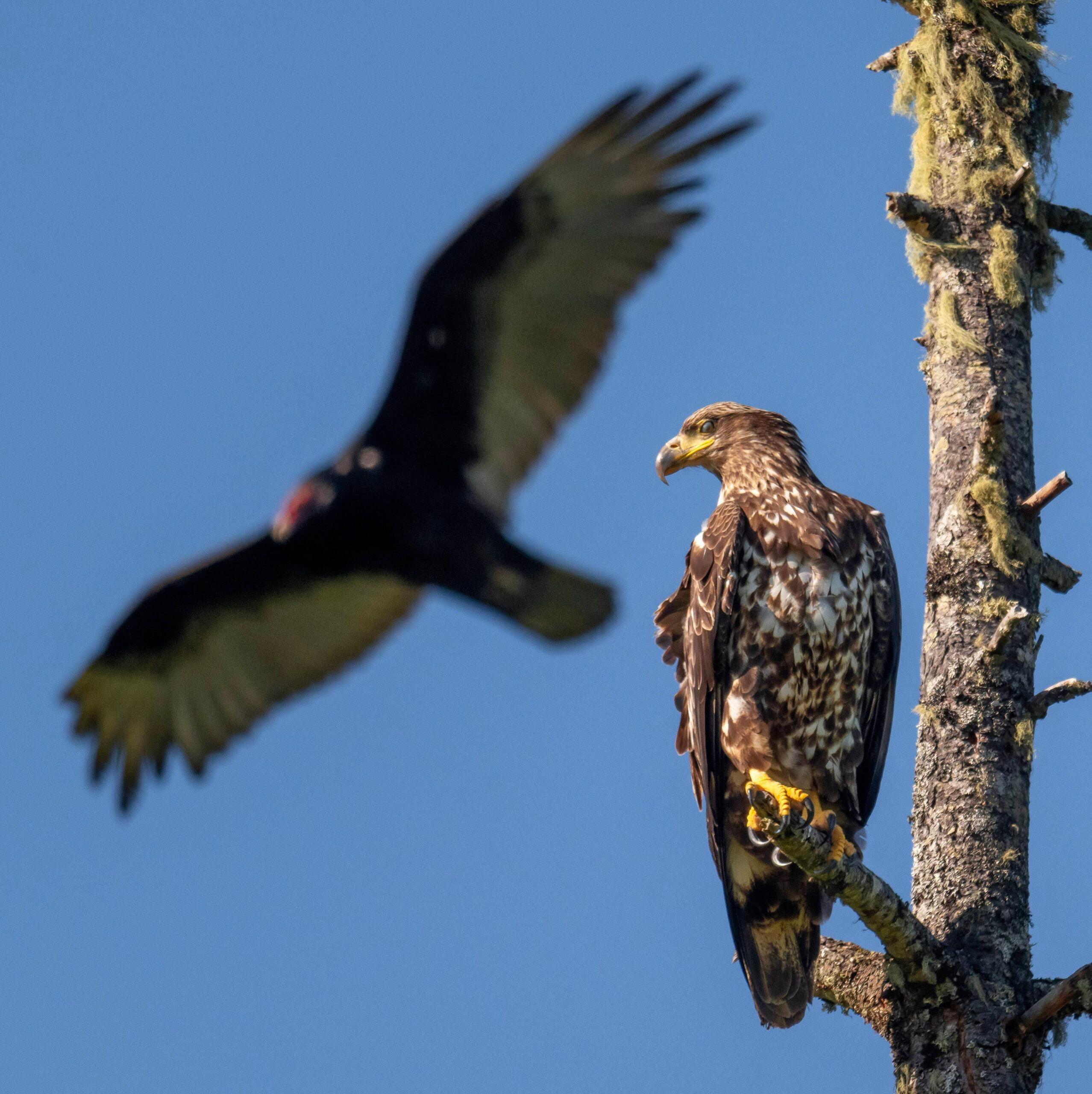 A bald eagle perches in a tree while a vulture swoops past in the background.