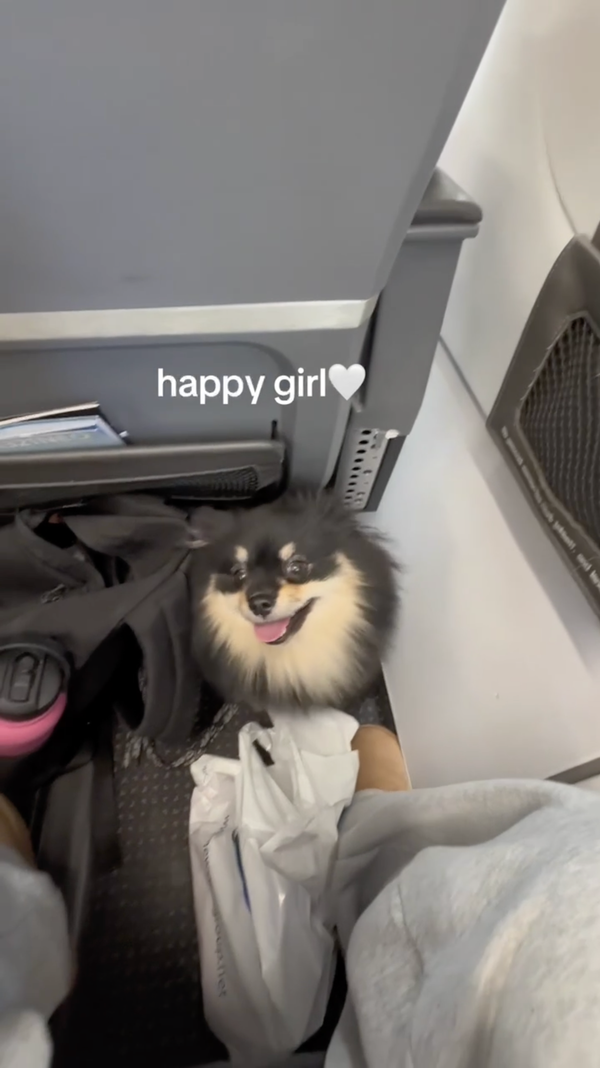 Cachorro de Kay Carlson