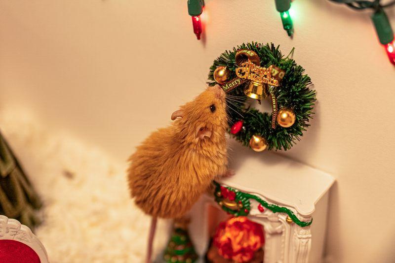 O rato peludo comemora seu primeiro Natal