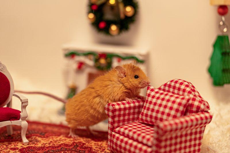 O primeiro Natal do Woolly Mouse