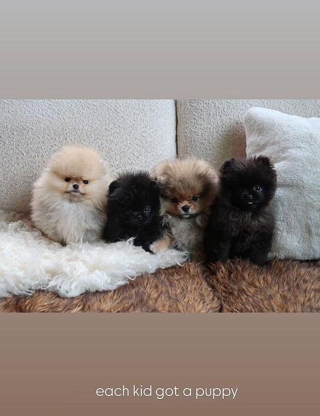 Uma foto compartilhada por Kim Kardashian mostrando quatro filhotes de Pomerânia