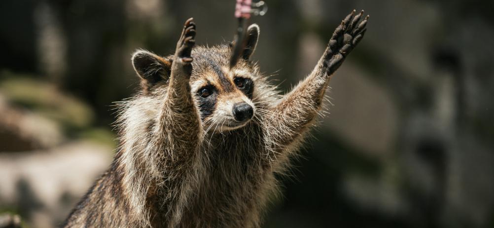 Officials Stunned As Raccoon’s Boozy Break-In Ends In Bathroom Meltdown