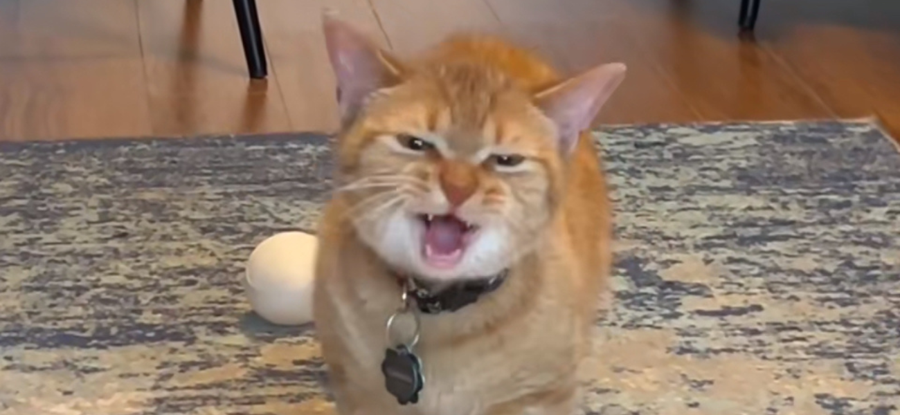 Cala, The Viral 'I Go Meow' Singing Cat, Has Passed Away